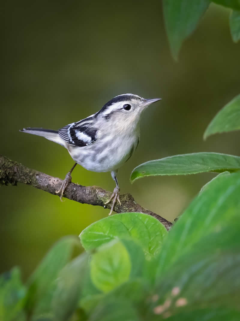 Black-and-white warbler - Costa Rica Bird Photography by Javier Chaves Alvarado