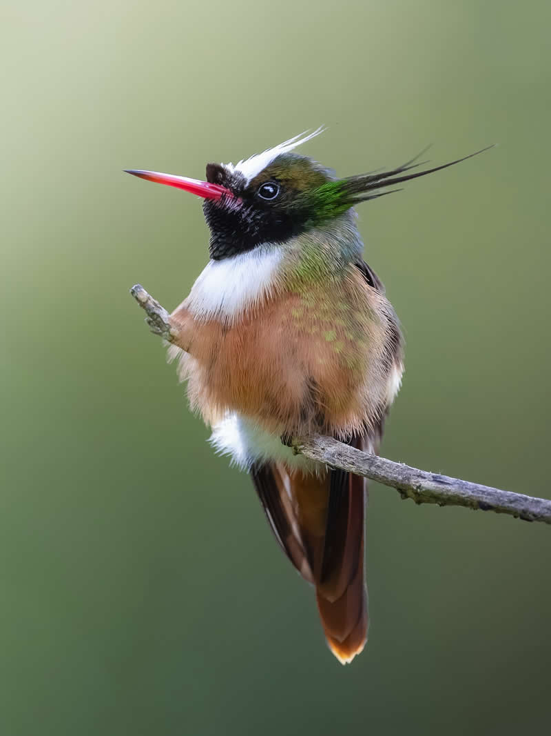 White-crested Coquette - Costa Rica Bird Photography by Javier Chaves Alvarado