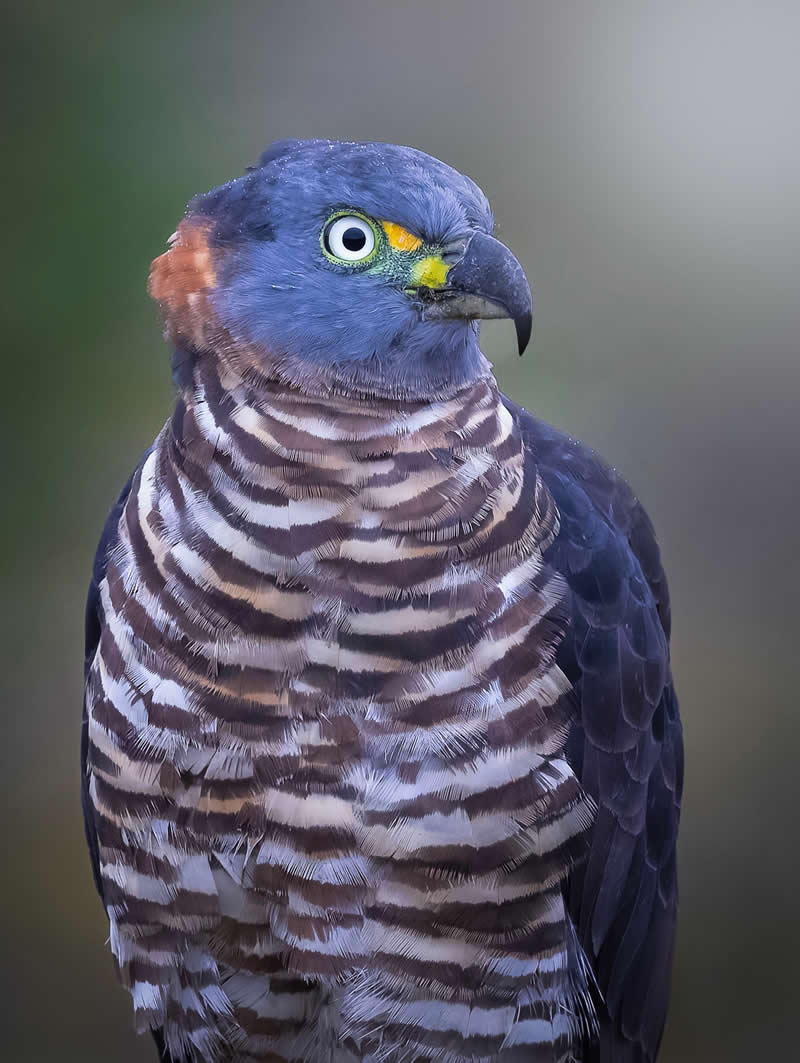 Hook-billed Kite - Costa Rica Bird Photography by Javier Chaves Alvarado