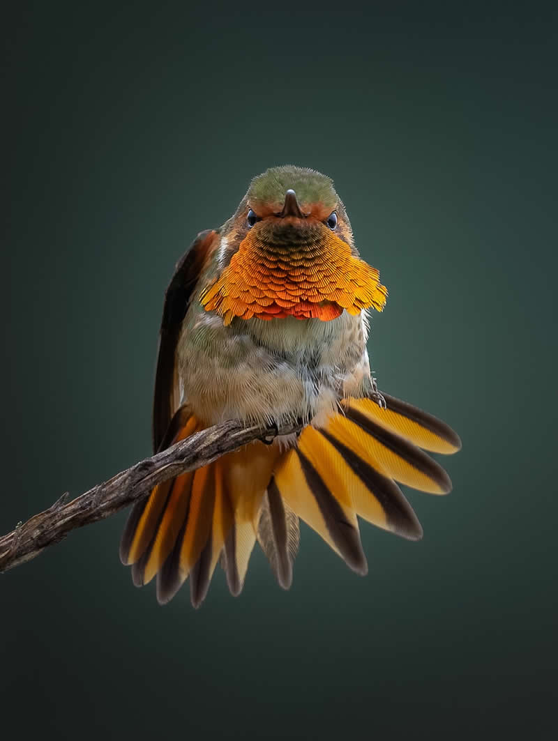 Scintillant Hummingbird - Costa Rica Bird Photography by Javier Chaves Alvarado