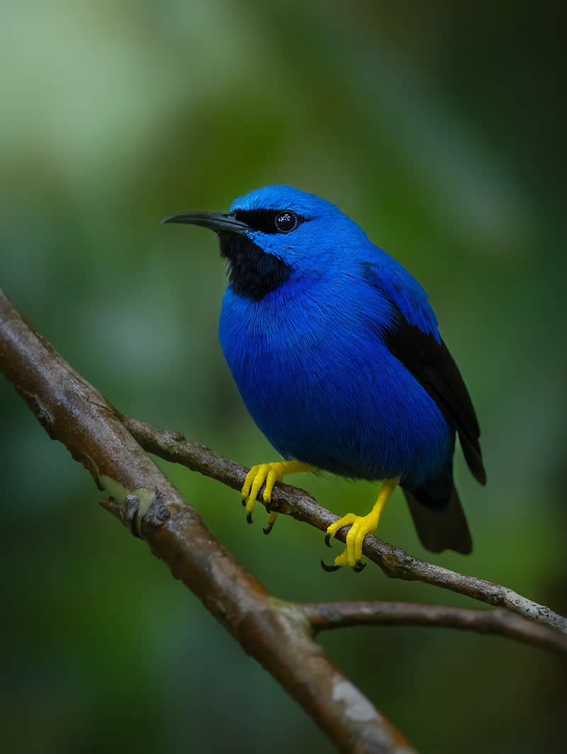Shining Honeycreeper - Costa Rica Bird Photography by Javier Chaves Alvarado