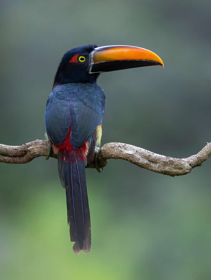Fiery-billed Aracari - Costa Rica Bird Photography by Javier Chaves Alvarado