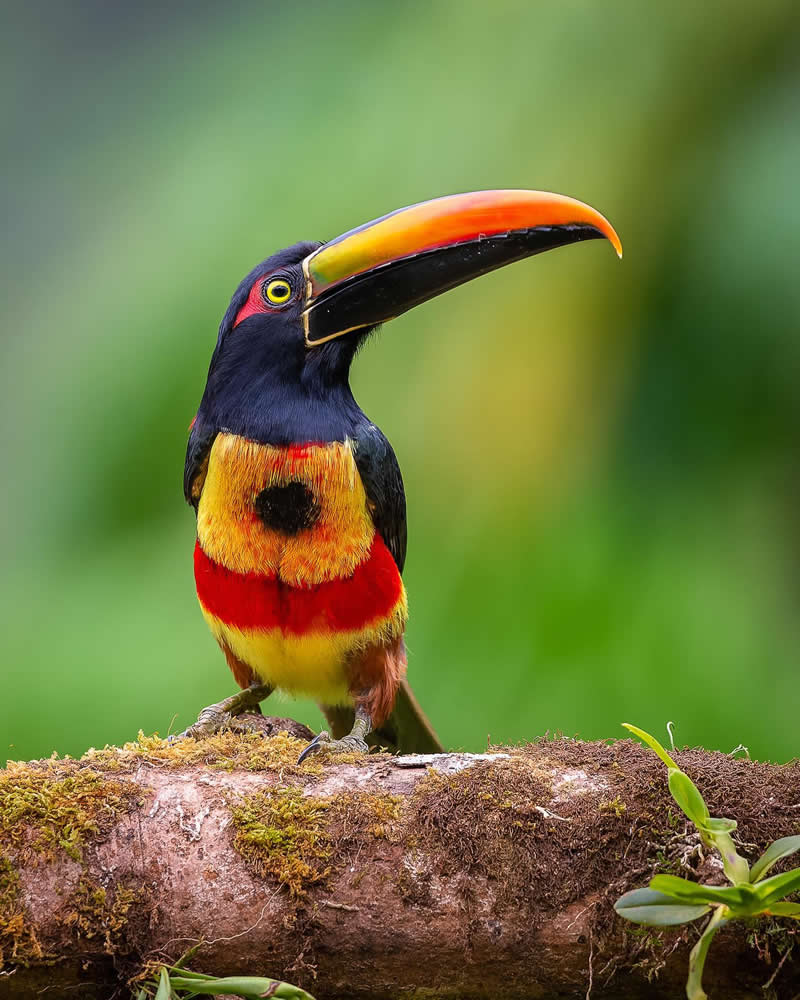 Fiery-billed Aracari - Costa Rica Bird Photography by Javier Chaves Alvarado