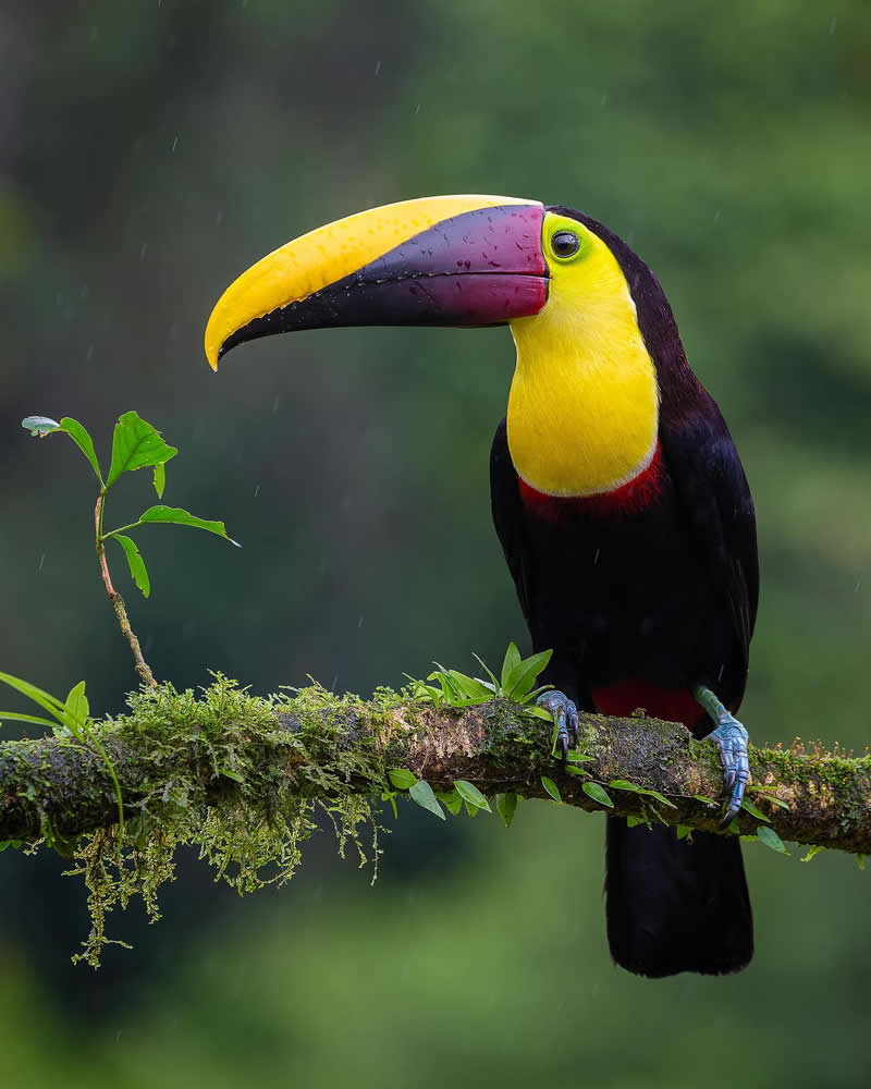 Yellow-throated toucan - Costa Rica Bird Photography by Javier Chaves Alvarado