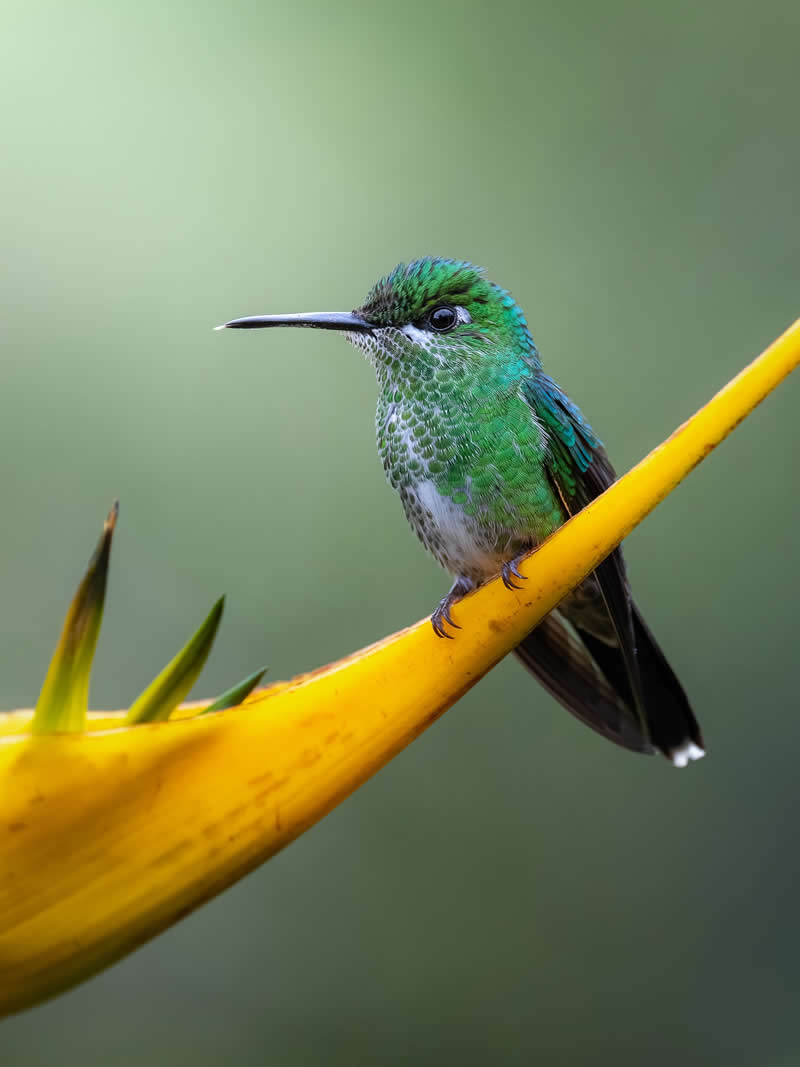 Green-crowned Brilliant Hummingbird - Costa Rica Bird Photography by Javier Chaves Alvarado