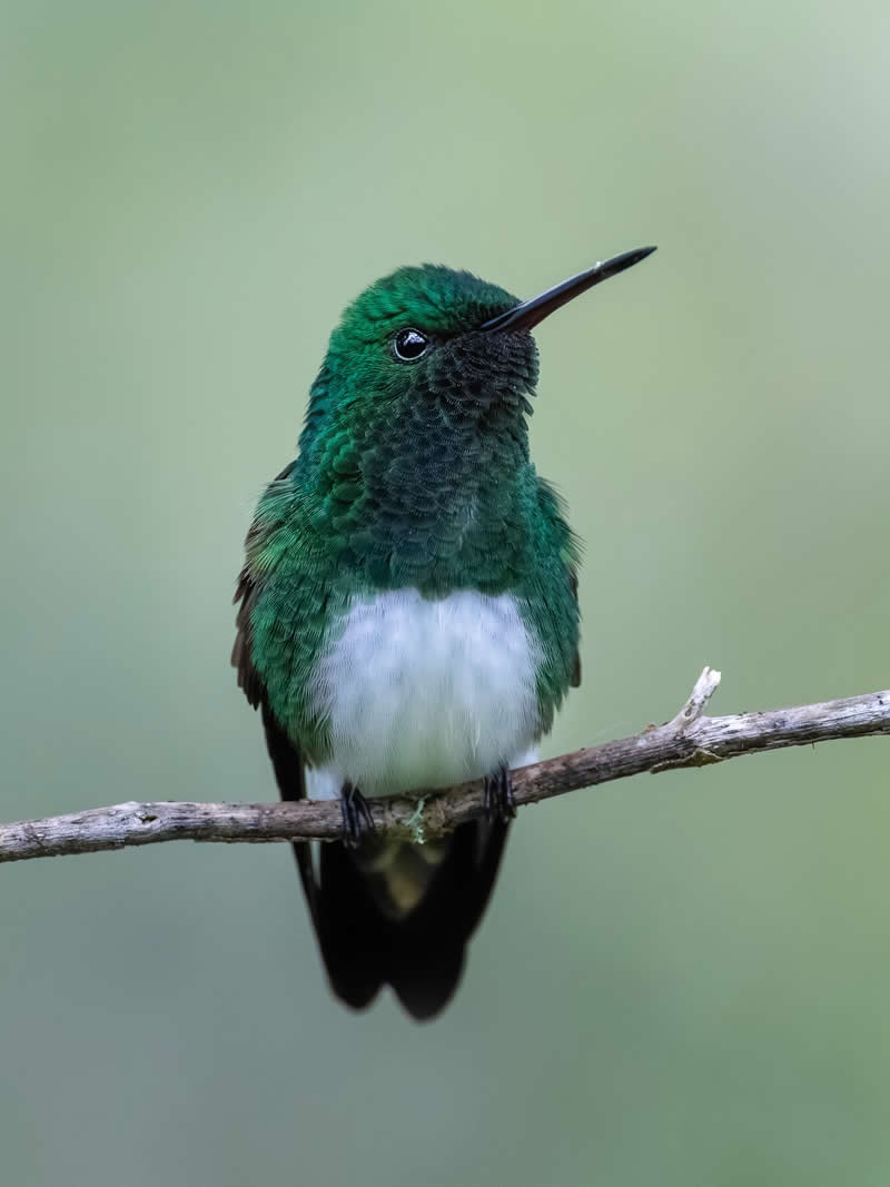 Snowy-bellied Hummingbird - Costa Rica Bird Photography by Javier Chaves Alvarado