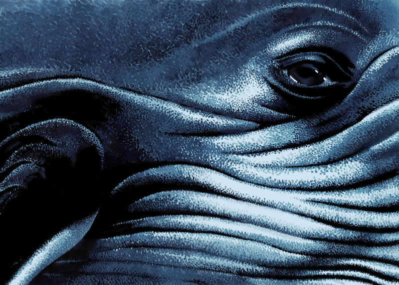 The Fairy-Tale Animal World of Amandine Delaunay