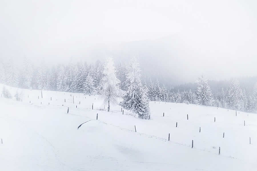 Gurushots Mostly White Winners Photo Challenge