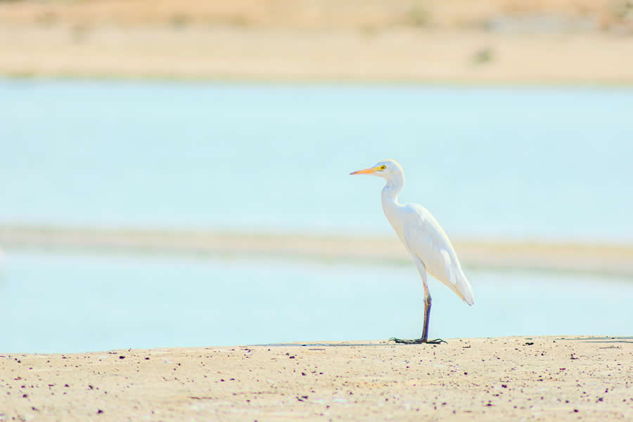 Gurushots Mostly White Winners Photo Challenge