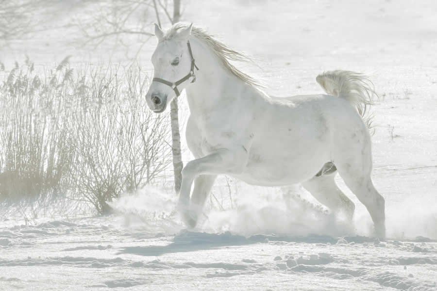 Gurushots Mostly White Winners Photo Challenge