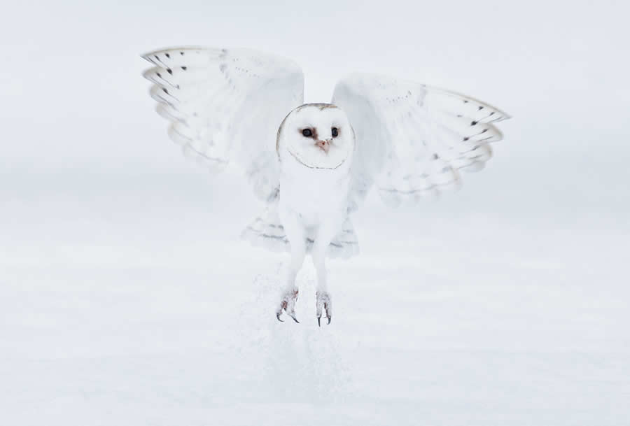 Gurushots Mostly White Winners Photo Challenge