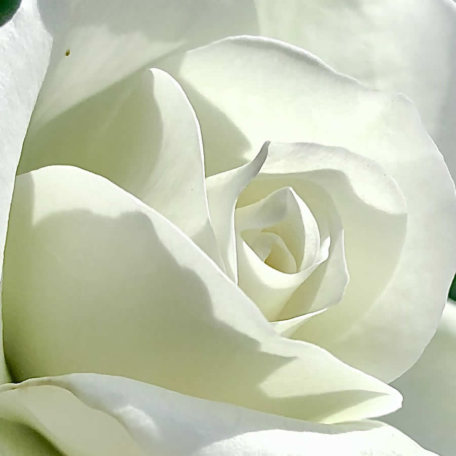 Gurushots Mostly White Winners Photo Challenge