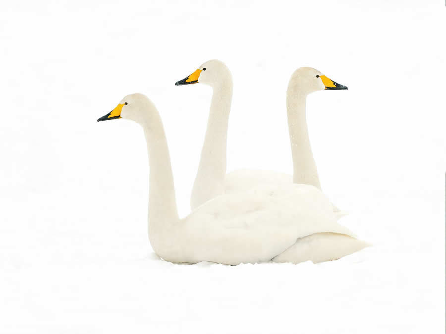 Gurushots Mostly White Winners Photo Challenge