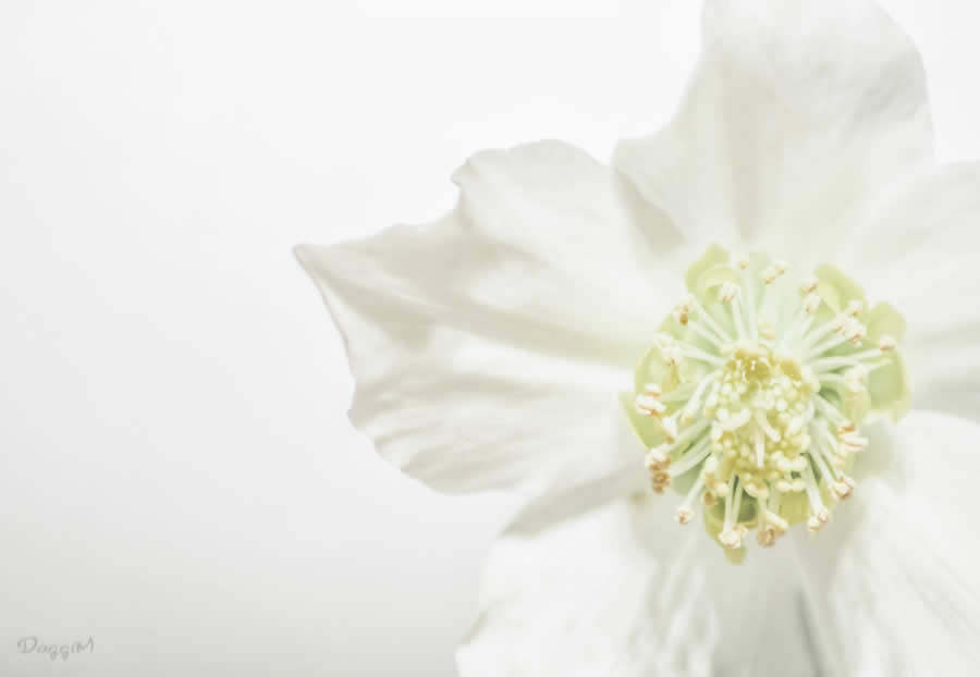 Gurushots Mostly White Winners Photo Challenge