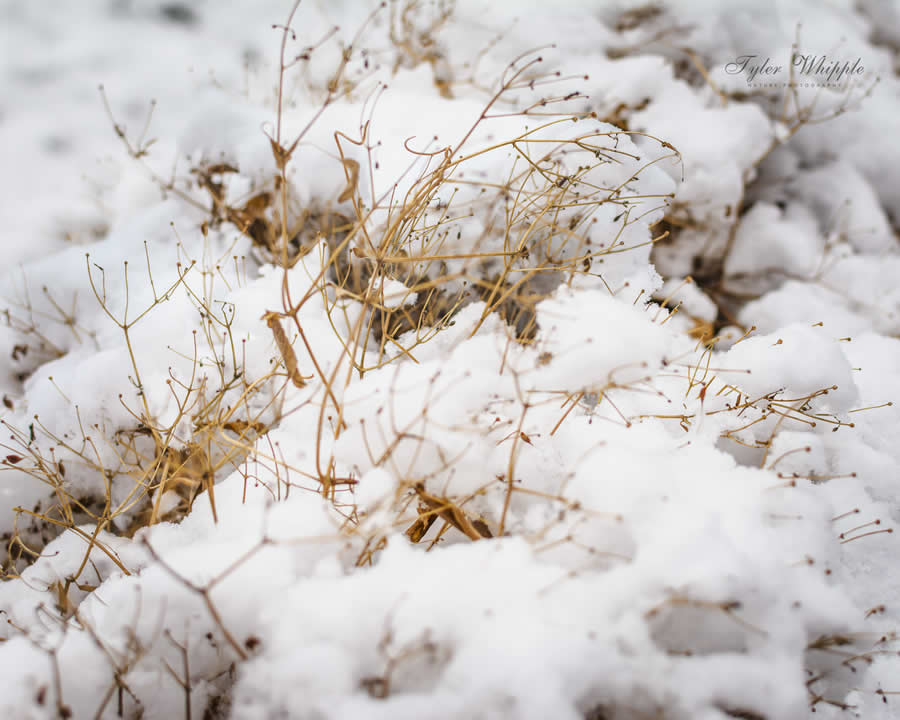 Gurushots Mostly White Winners Photo Challenge