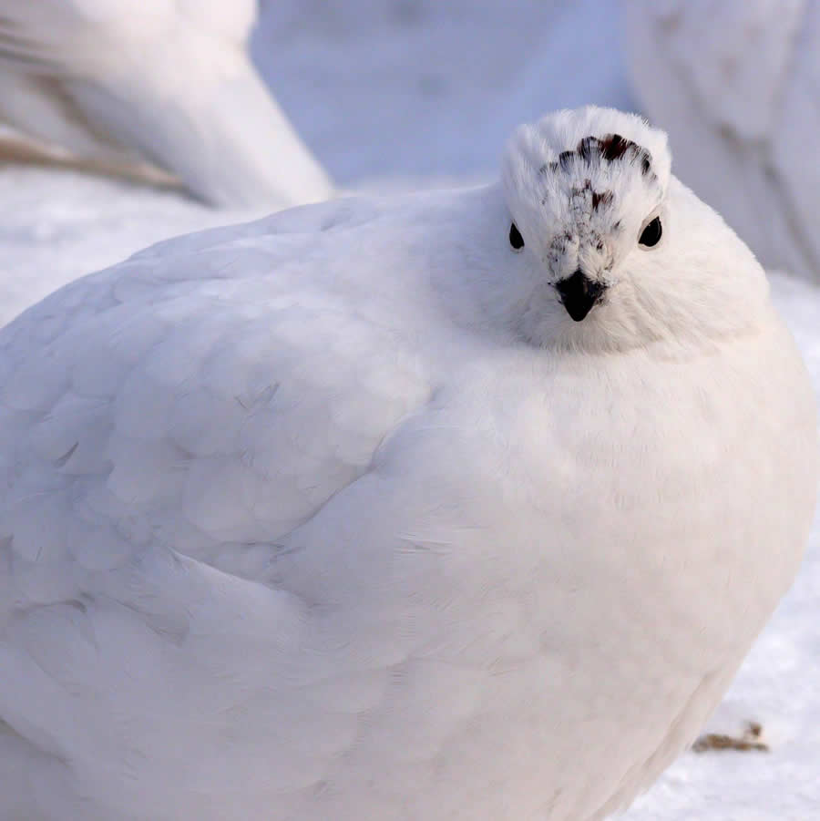 Gurushots Mostly White Winners Photo Challenge