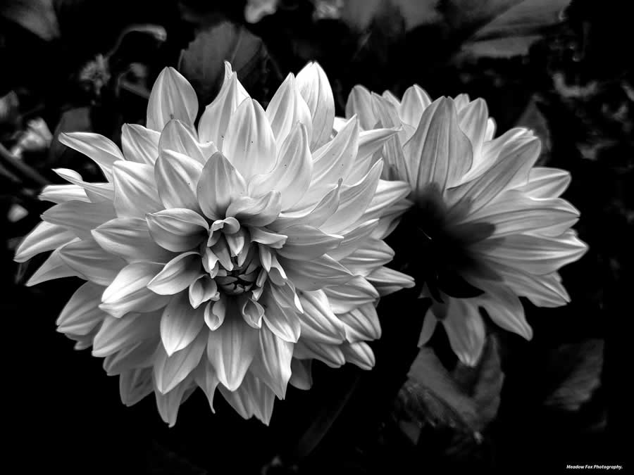 Gurushots Mostly White Winners Photo Challenge