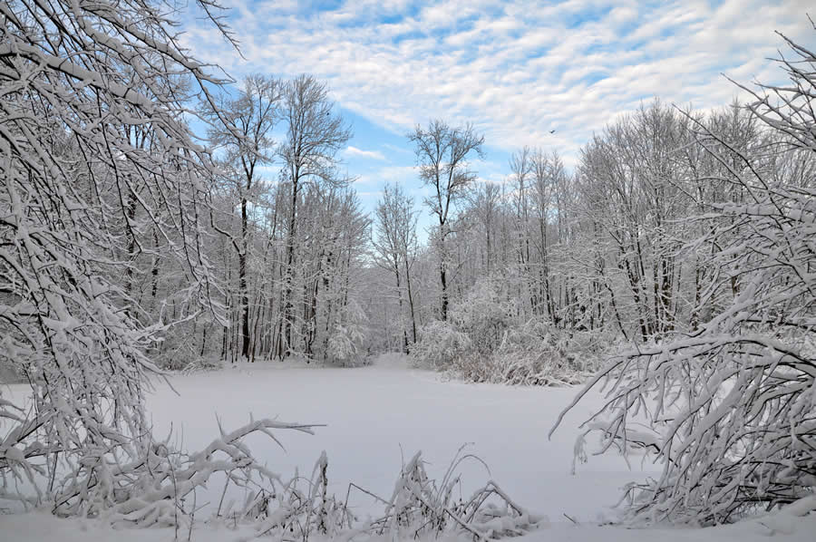 Gurushots Mostly White Winners Photo Challenge