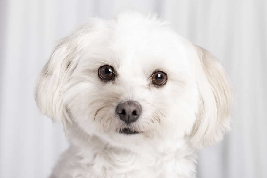 Gurushots Mostly White Winners Photo Challenge