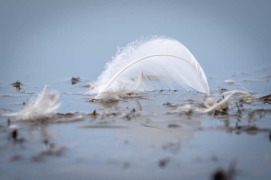 Gurushots Mostly White Winners Photo Challenge