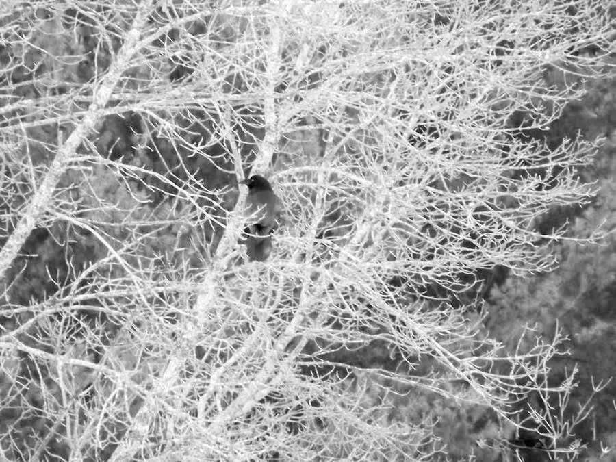 Gurushots Mostly White Winners Photo Challenge