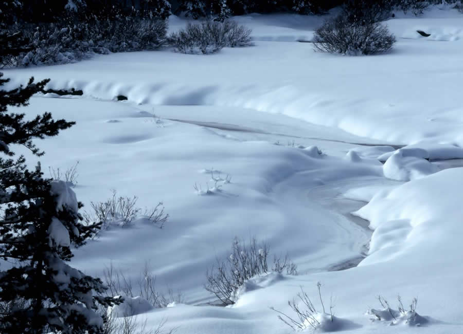 Gurushots Mostly White Winners Photo Challenge