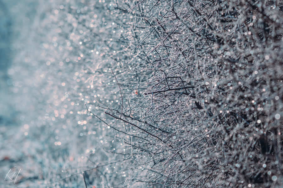 Gurushots Mostly White Winners Photo Challenge