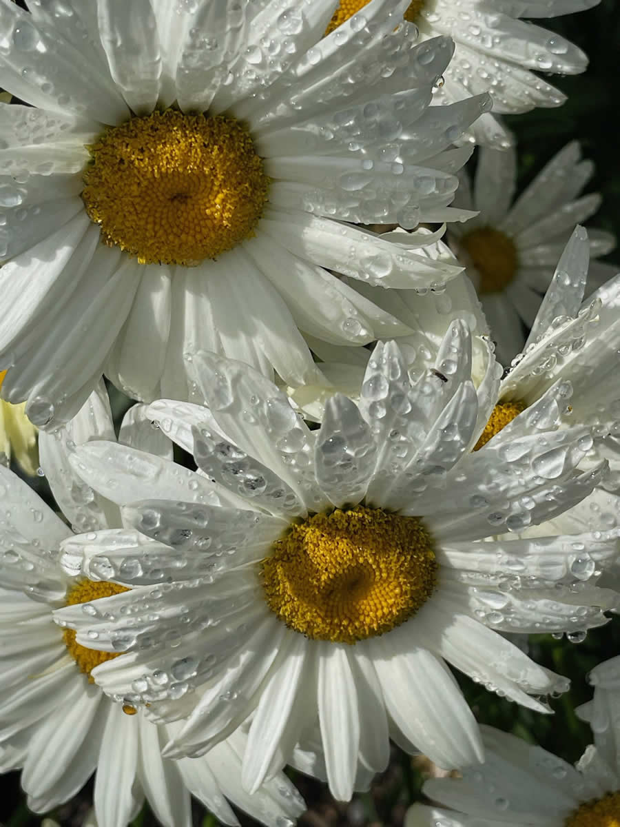 Gurushots Mostly White Winners Photo Challenge