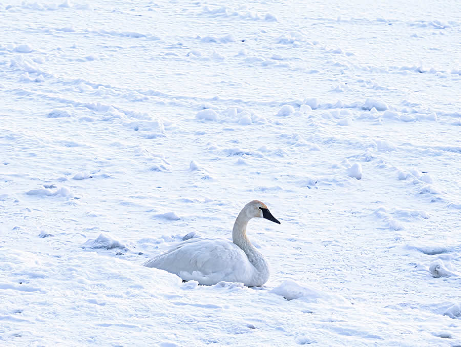 Gurushots Mostly White Winners Photo Challenge