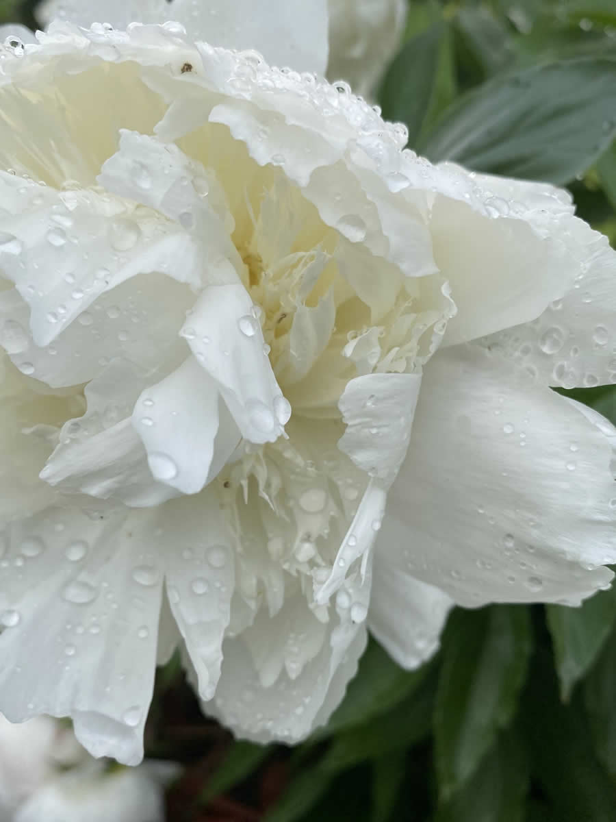 Gurushots Mostly White Winners Photo Challenge