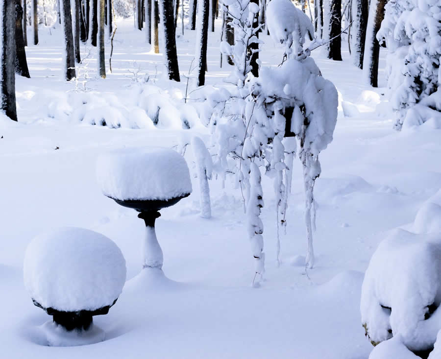 Gurushots Mostly White Winners Photo Challenge