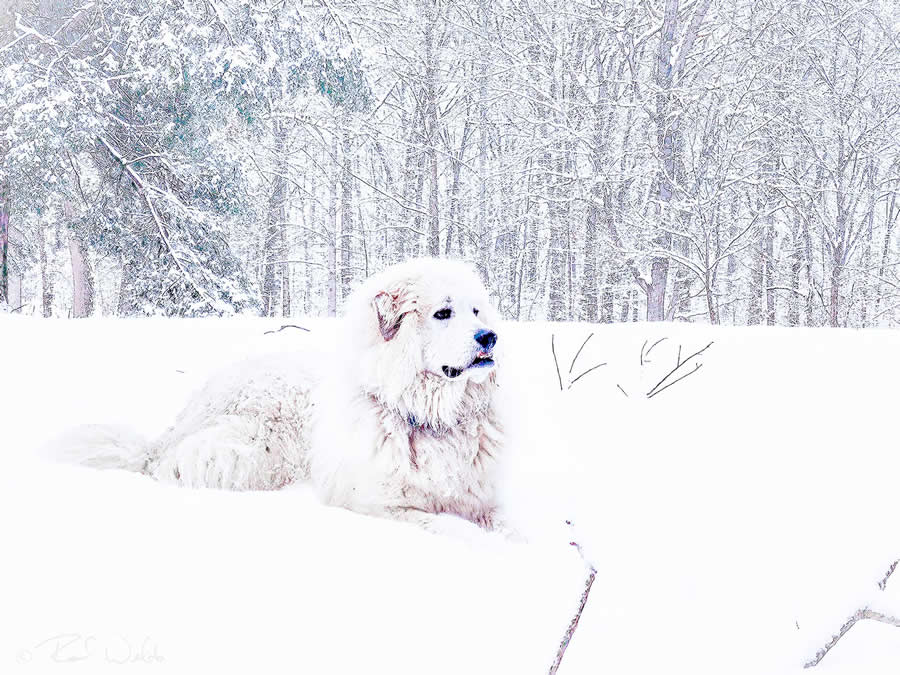 Gurushots Mostly White Winners Photo Challenge