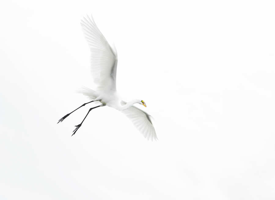 Gurushots Mostly White Winners Photo Challenge