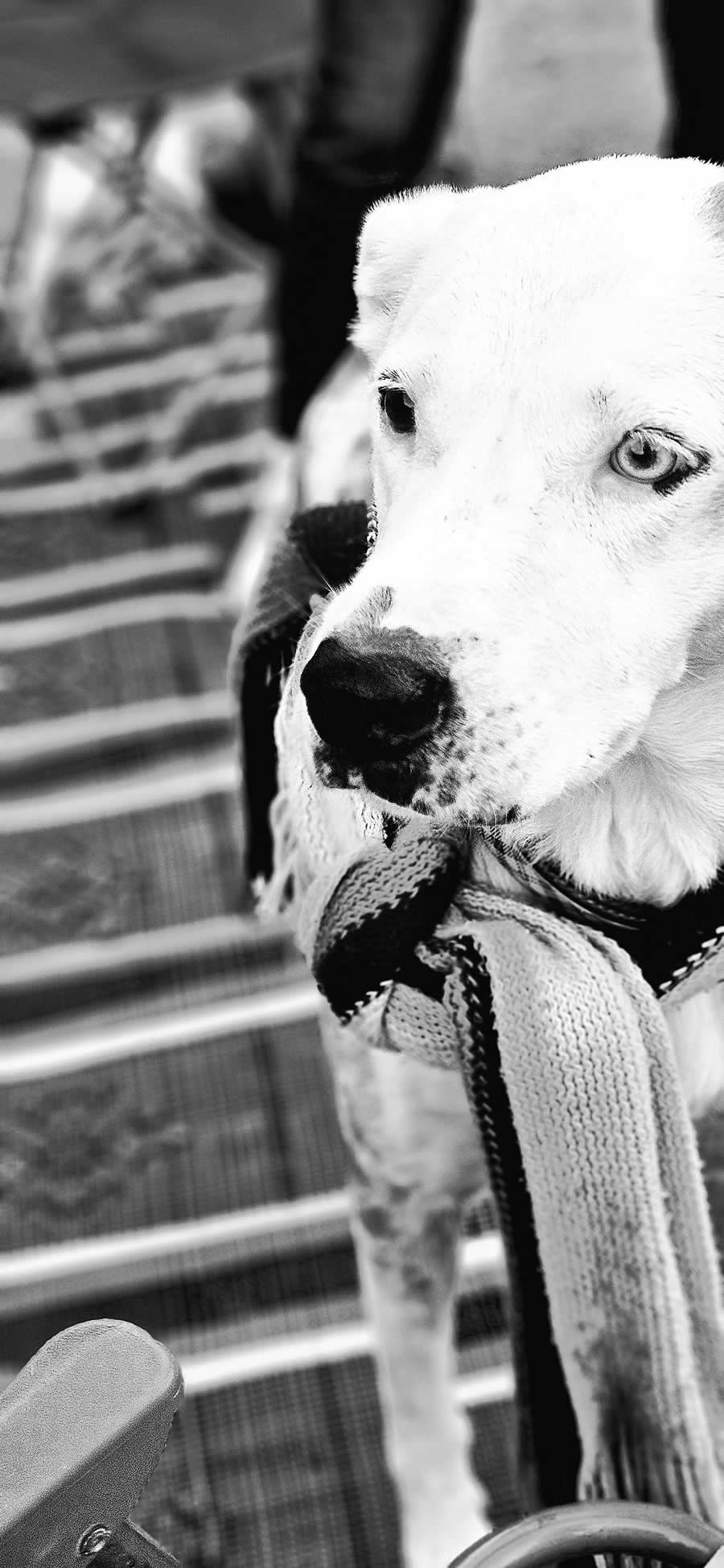 Gurushots Mostly White Winners Photo Challenge