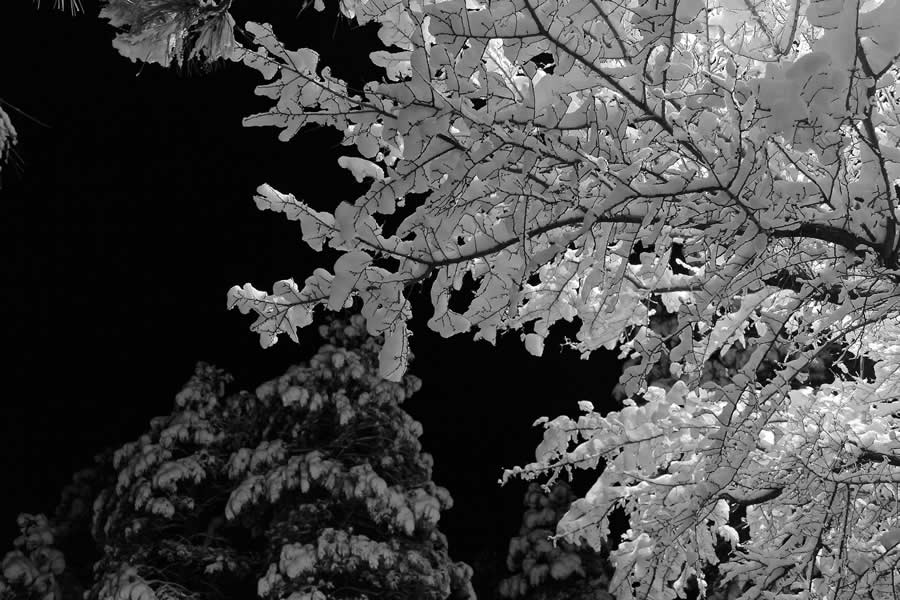 Gurushots Mostly White Winners Photo Challenge