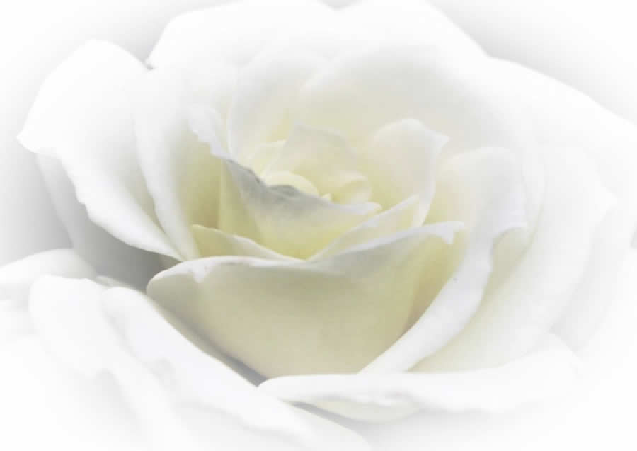 Gurushots Mostly White Winners Photo Challenge