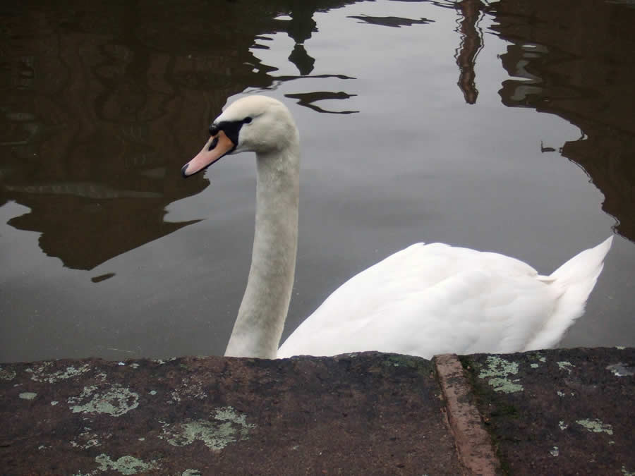 Gurushots Mostly White Winners Photo Challenge