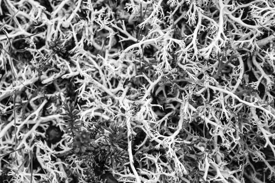 Gurushots Mostly White Winners Photo Challenge