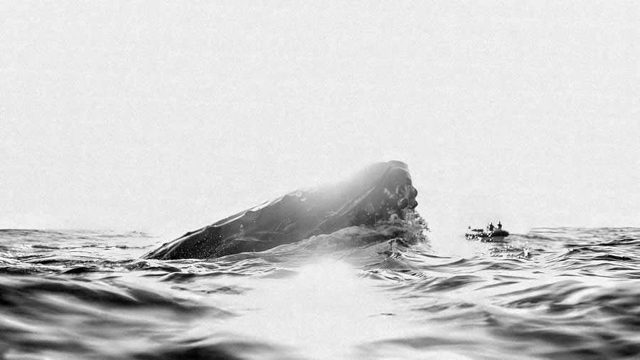 Gurushots Mostly White Winners Photo Challenge