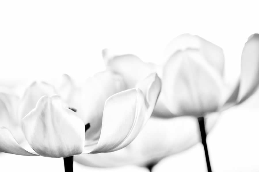 Gurushots Mostly White Winners Photo Challenge