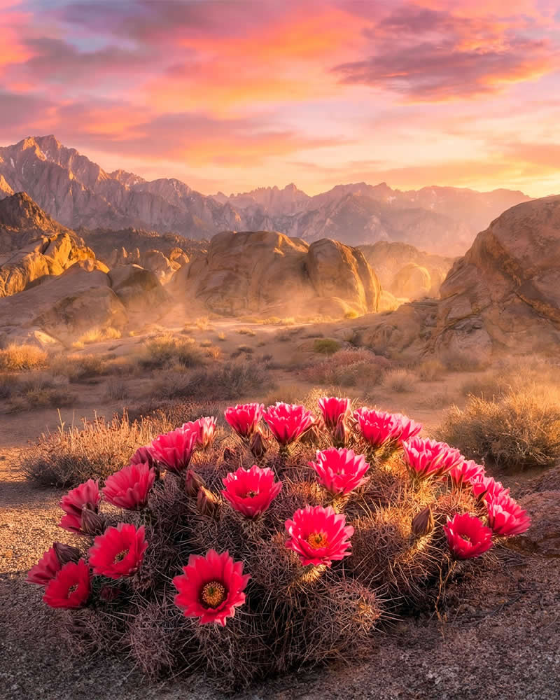 Alabama Hills - Landscape Photography by Timothy Poulton