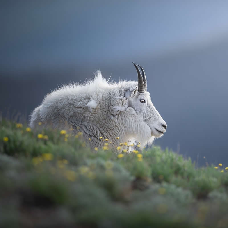 Dreamlike Wildlife Photography by Lewis Frazier