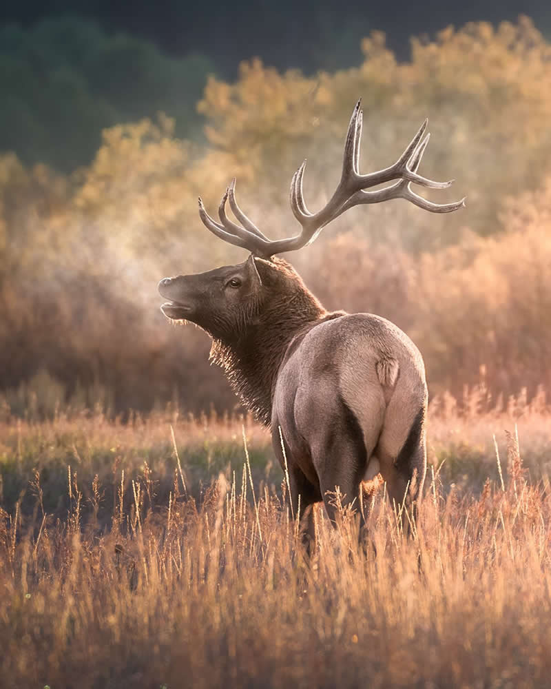 Dreamlike Wildlife Photography by Lewis Frazier