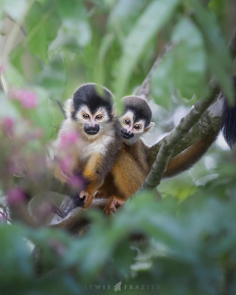 Dreamlike Wildlife Photography by Lewis Frazier