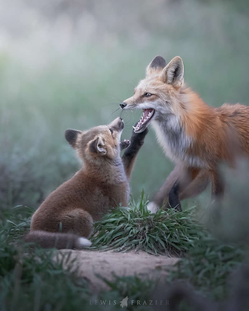 Dreamlike Wildlife Photography by Lewis Frazier