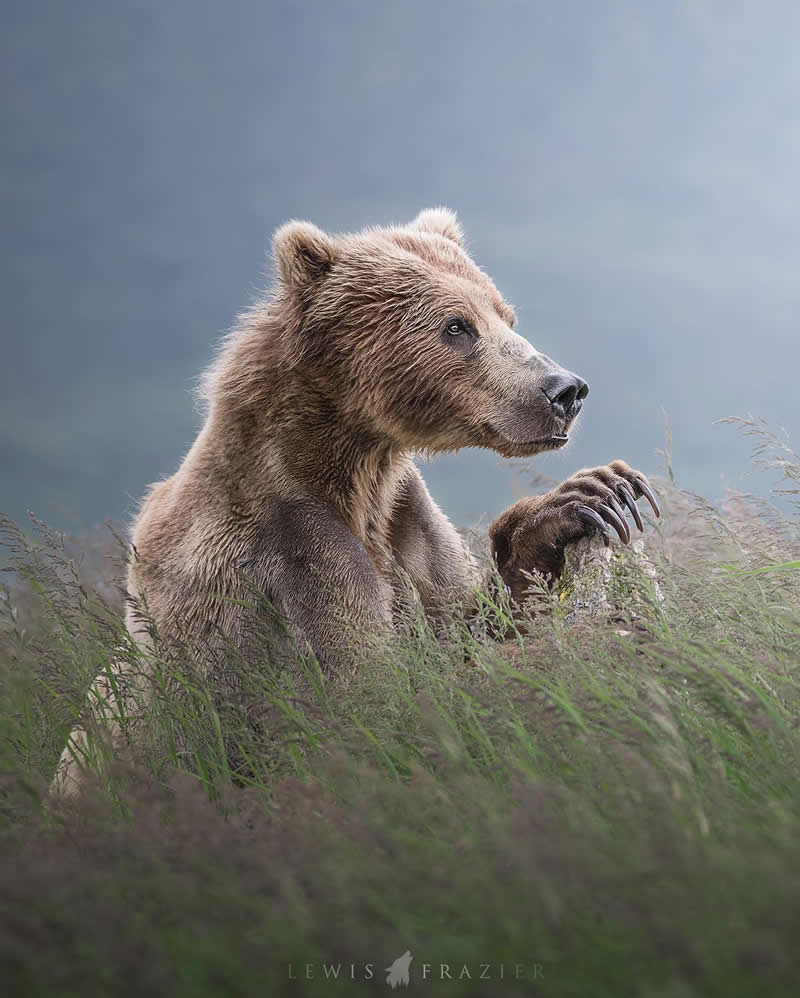 Dreamlike Wildlife Photography by Lewis Frazier