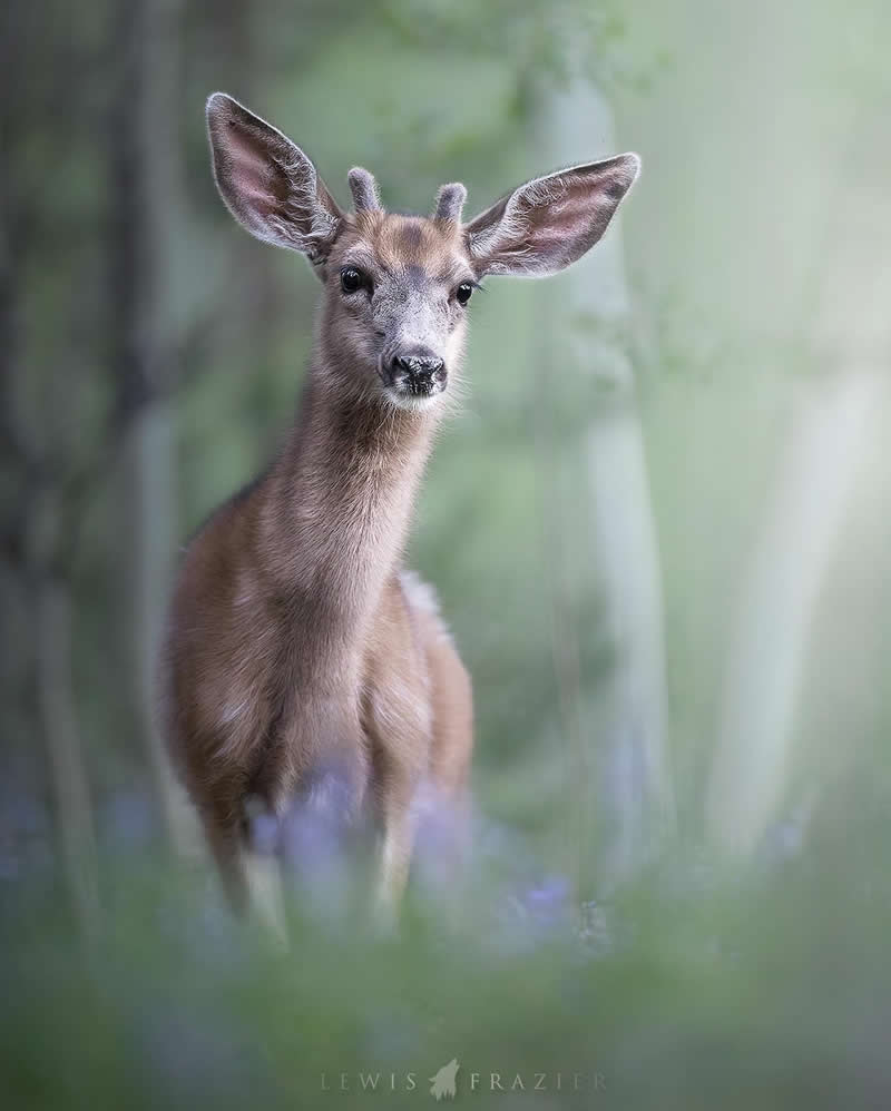 Dreamlike Wildlife Photography by Lewis Frazier