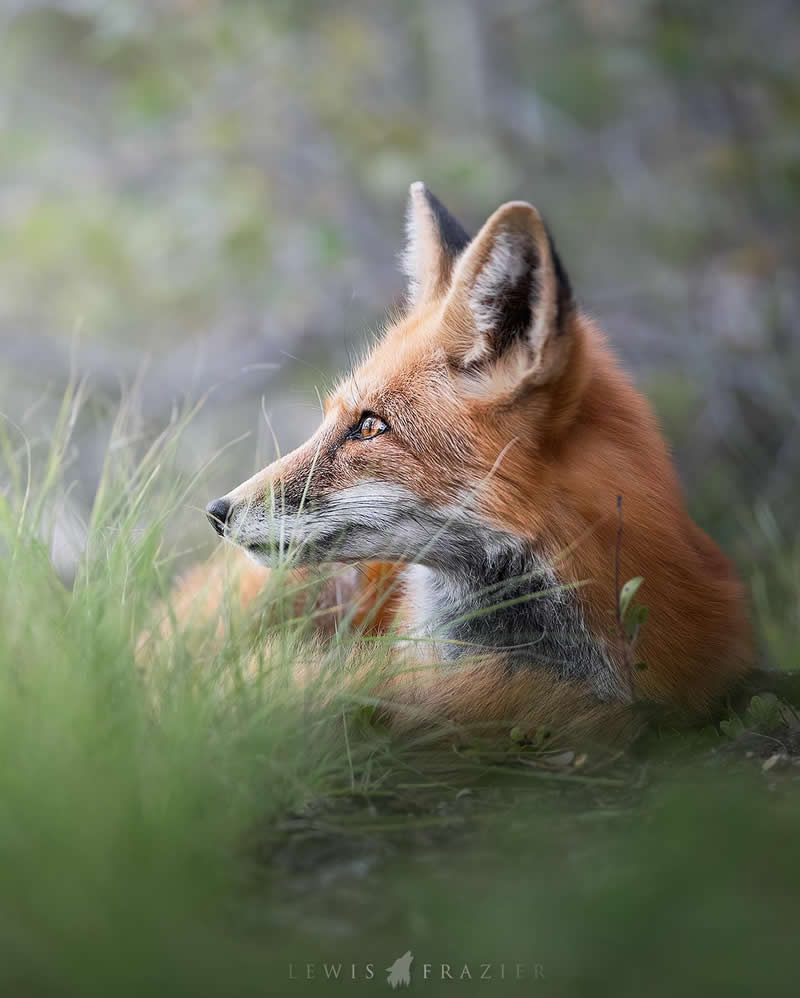 Dreamlike Wildlife Photography by Lewis Frazier