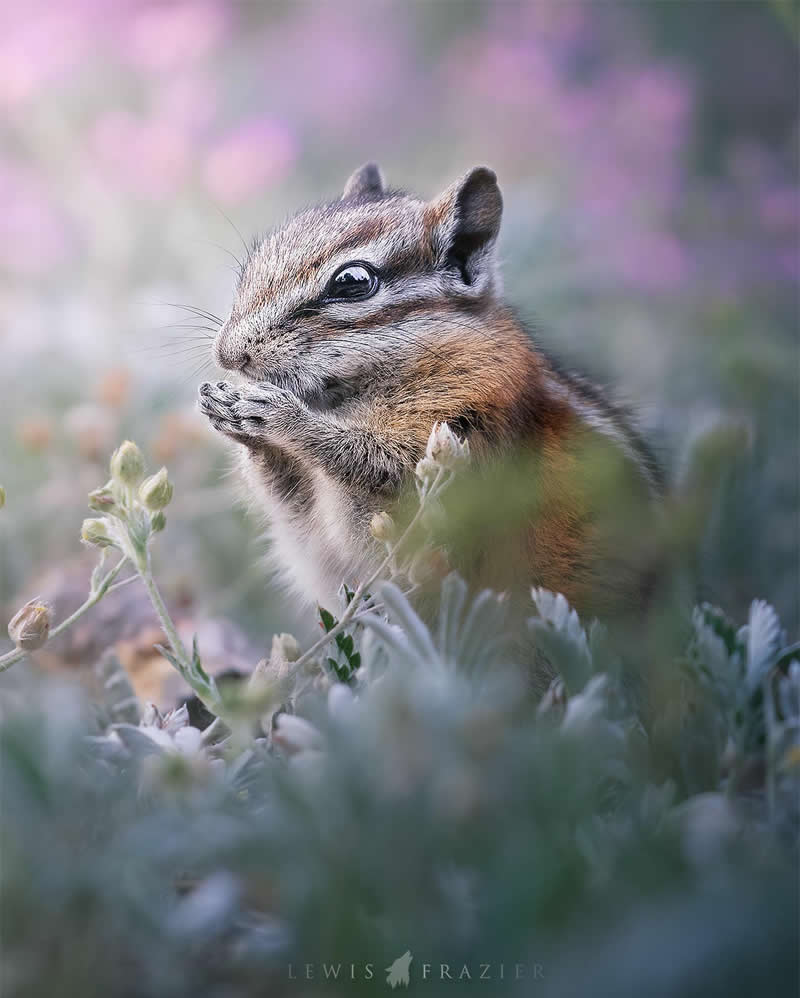 Dreamlike Wildlife Photography by Lewis Frazier