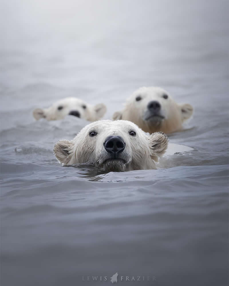 Dreamlike Wildlife Photography by Lewis Frazier